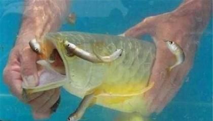 金龍魚換缸的最好辦法是什么（金龍魚換缸前后水質(zhì)管理技巧）