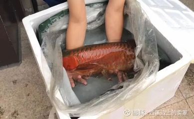 潮汕所說的龍魚：潮汕地區的“龍魚”
