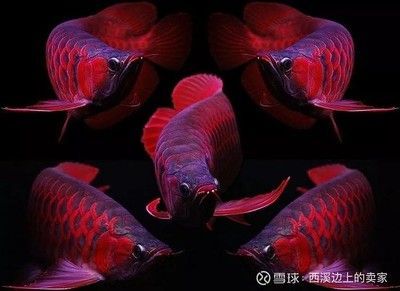潮汕所說的龍魚：潮汕地區的“龍魚”