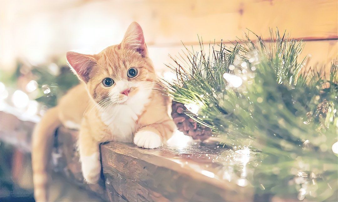 風(fēng)水上對(duì)自來貓的說法