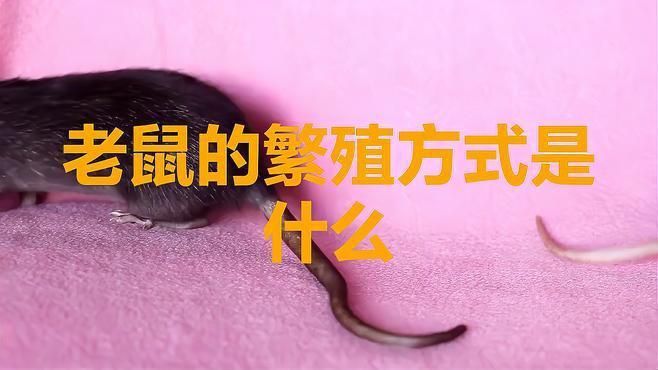 老鼠有一只就有一窩嗎