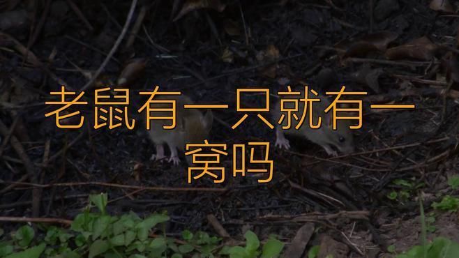老鼠有一只就有一窩嗎