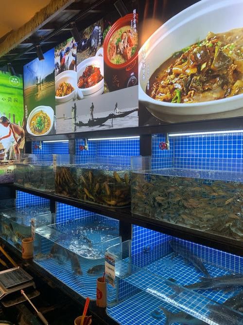 信陽龍魚專賣店