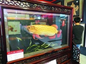 潮州金龍魚供銷商（“潮州金龍魚供銷商”信息集中在哪里360問答）