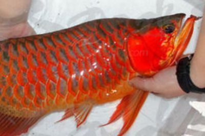 紅龍魚產地是哪個國家的：印尼紅龍魚養殖基地圖文.doc淘水觀賞魚