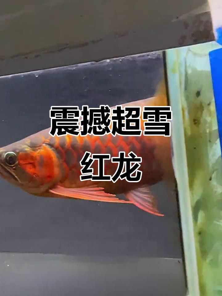 超血龍魚的價格是多少？