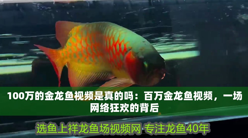 100萬的金龍魚視頻是真的嗎：百萬金龍魚視頻，一場網(wǎng)絡狂歡的背后 100萬的金龍魚視頻是真的嗎：百萬金龍魚視頻，一場網(wǎng)絡狂歡的背后 龍魚百科 第1張