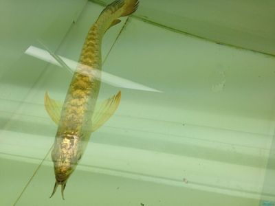 金龍魚怎么樣出金頭最快：《英雄聯(lián)盟》金龍魚日常護(hù)理要點(diǎn)總結(jié)金龍魚出金頭的方法