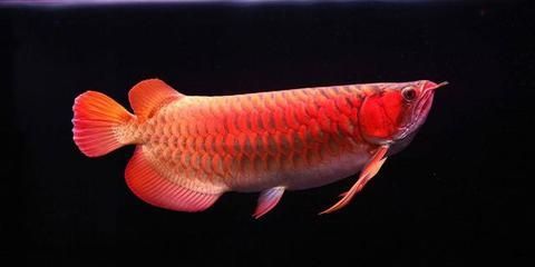 50公分的紅龍魚一頓喂多少（50公分的紅龍魚一天喂幾次）