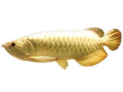 金龍魚的形態特征是什么意思：金龍魚的形態特征是什么意思金龍魚的形態特征是什么意思