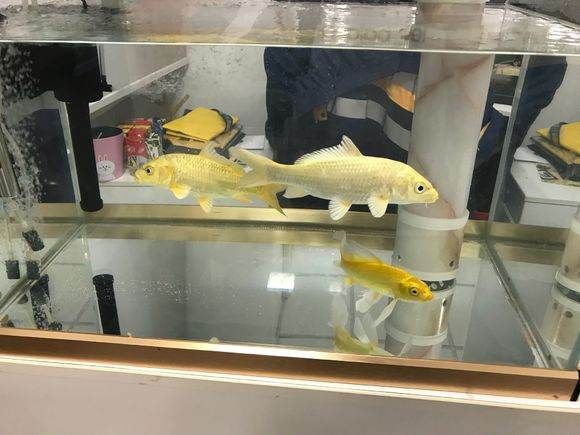 黃金錦鯉和黃金龍鳳是一種魚嗎？：黃金錦鯉和黃金龍鳳并不是同一種魚，它們并不是同一種魚