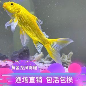 黃金錦鯉和黃金龍鳳是一種魚嗎？：黃金錦鯉和黃金龍鳳并不是同一種魚，它們并不是同一種魚