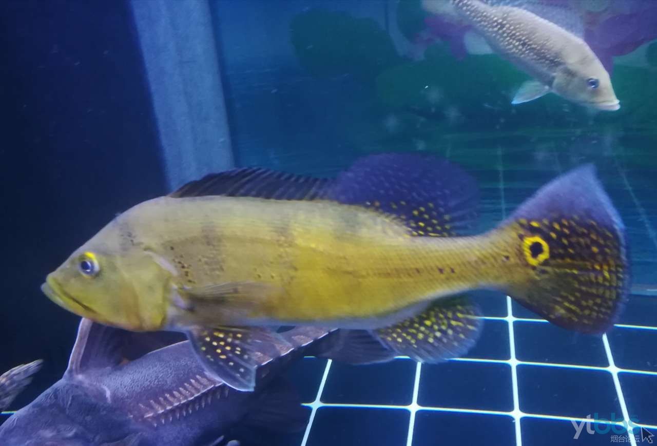 藍帆三間魚水溫調節技巧，