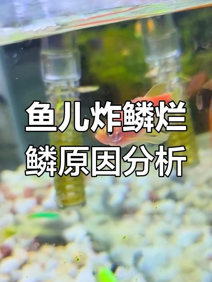 龍魚(yú)鱗爛了會(huì)自愈嗎？