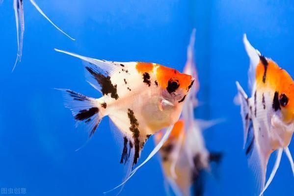 龍魚吃飼料好還是吃活食好一點：關于龍魚吃飼料和吃活食的優缺點分析