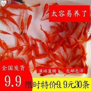 紅龍魚如何挑選好的魚苗視頻：紅龍魚的挑選技巧