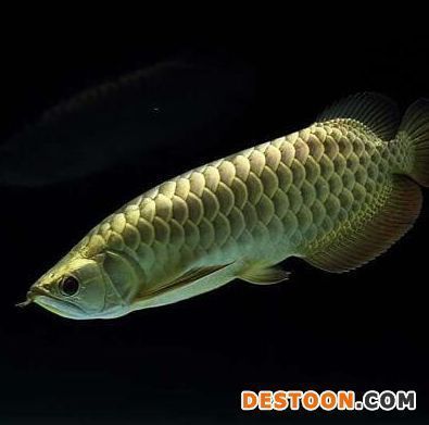 金龍魚怎么區分公母圖解大全（金龍魚公母的區分方法）