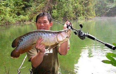 野生金龍魚生活在哪里最多（財經調查丨一年半蒸發5000億金龍魚寄望多元化破局？）