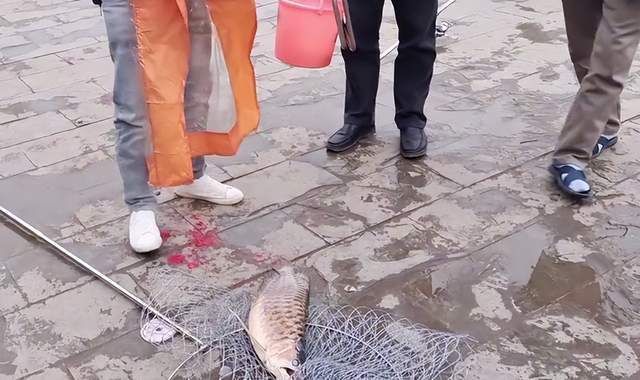 野生金龍魚生活在哪里最多（財經調查丨一年半蒸發5000億金龍魚寄望多元化破局？）