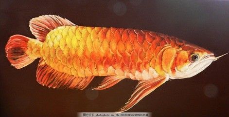 金龍魚褪色：金龍魚褪色原因：金龍魚褪色的原因是什么原因導致的
