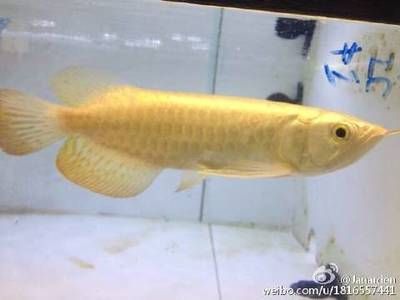 金龍魚褪色：金龍魚褪色原因：金龍魚褪色的原因是什么原因導致的