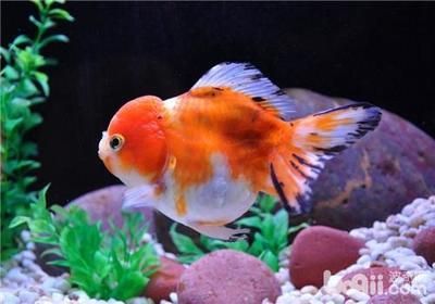 祥龍龍魚怎么樣好養嗎：祥龍龍魚飼養需要注意以下幾個方面，適合新手養好龍魚