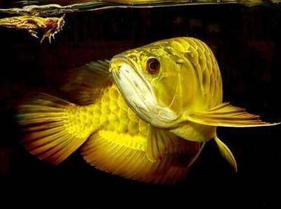 祥龍龍魚怎么樣好養嗎：祥龍龍魚飼養需要注意以下幾個方面，適合新手養好龍魚