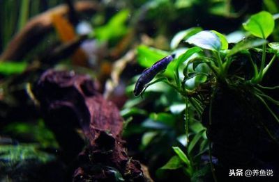 龍魚死后為什么要埋起來(龍魚死后埋起來的原因) 龍魚百科 第3張 龍魚死后為什么要埋起來(龍魚死后埋起來的原因) 龍魚死后為什么要埋起來(龍魚死后埋起來的原因) 龍魚百科 第3張