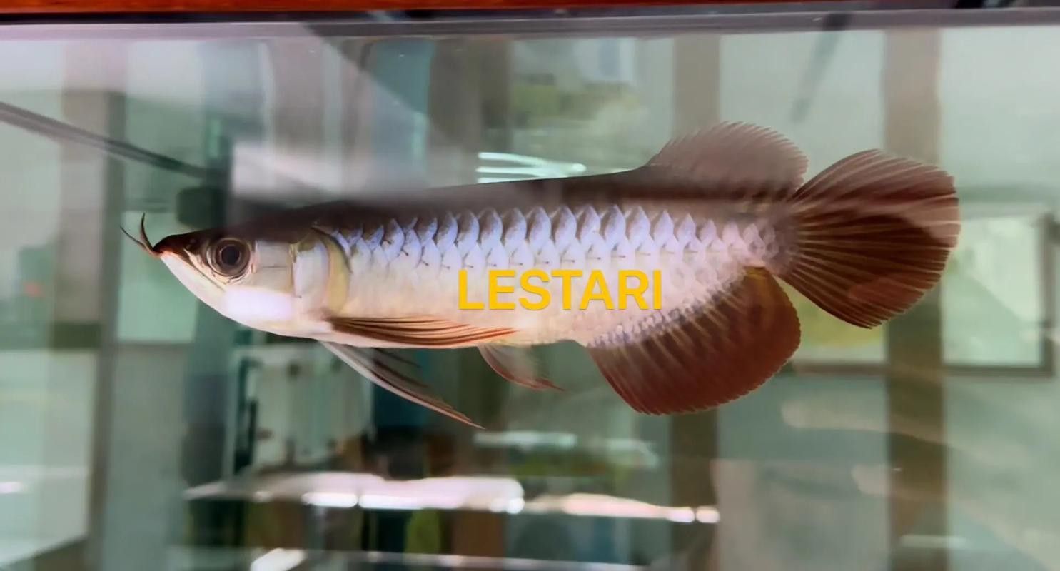 【青島龍魚價格青島龍魚圖片青島龍魚轉讓】