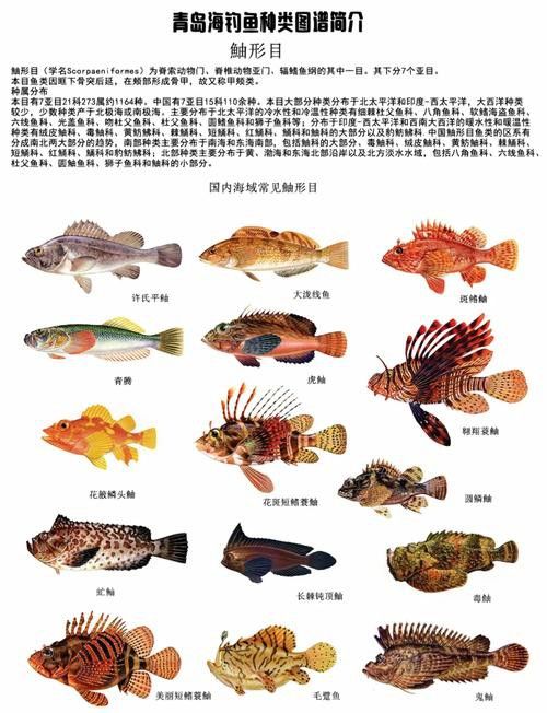 【青島龍魚價格青島龍魚圖片青島龍魚轉讓】