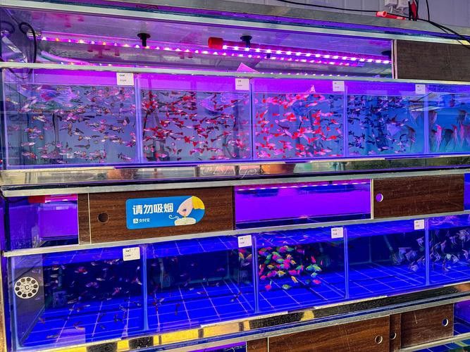【青島龍魚價格青島龍魚圖片青島龍魚轉讓】