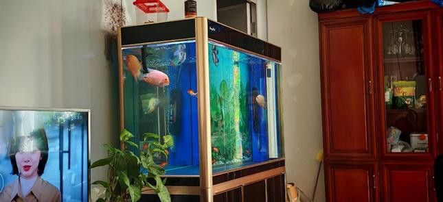【青島龍魚價格青島龍魚圖片青島龍魚轉讓】