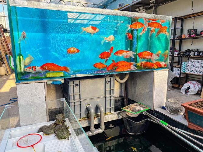 【青島龍魚價格青島龍魚圖片青島龍魚轉讓】