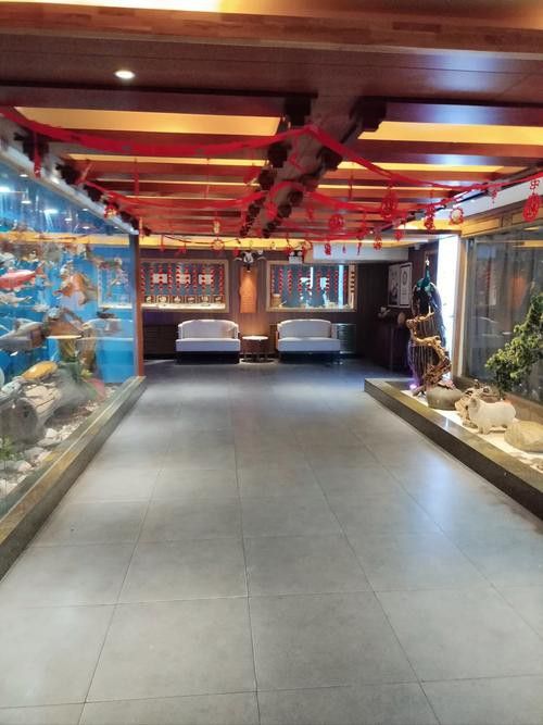 【青島龍魚價格青島龍魚圖片青島龍魚轉讓】