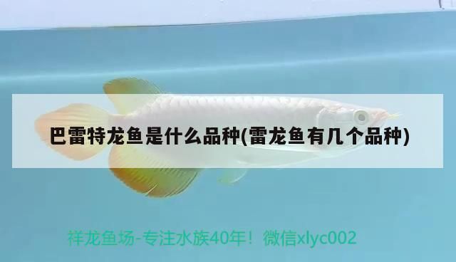 巴雷特龍魚是什么品種(雷龍魚有幾個(gè)品種)