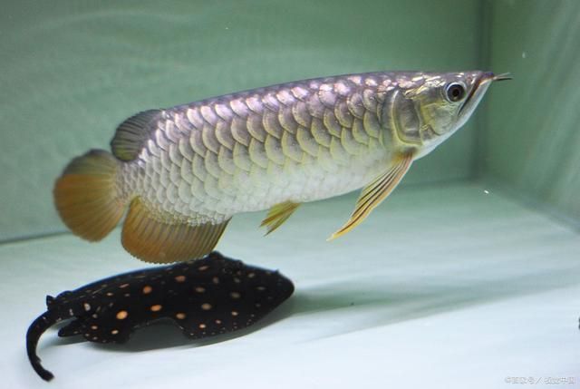 50厘米銀龍魚多少錢一條（50厘米的銀龍魚價格一般多少錢一條）