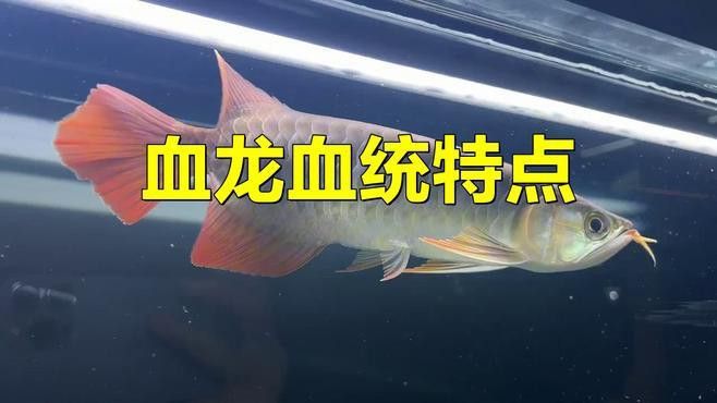 紅龍魚的樣子圖片大全