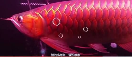 金龍魚大小一起能混養嗎？（金龍魚可以與一些特定的大型魚類混養，但需要注意以下幾個方面）