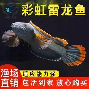 七星雷龍魚是冷水魚嗎，七星雷龍魚不是冷水魚而是熱帶魚，而是熱帶魚的飼料選擇指南