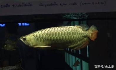 龍魚生長溫度：龍魚的生長溫度應該如何控制？ 龍魚生長溫度：龍魚的生長溫度應該如何控制？ 龍魚百科 第2張