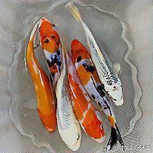 錦鯉混養(yǎng)最佳搭配