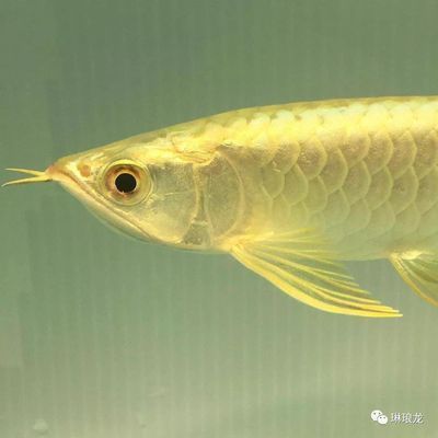 金龍魚適合什么樣的水質，金龍魚水質管理技巧：金龍魚水質管理技巧 金龍魚適合什么樣的水質，金龍魚水質管理技巧：金龍魚水質管理技巧 龍魚百科 第1張