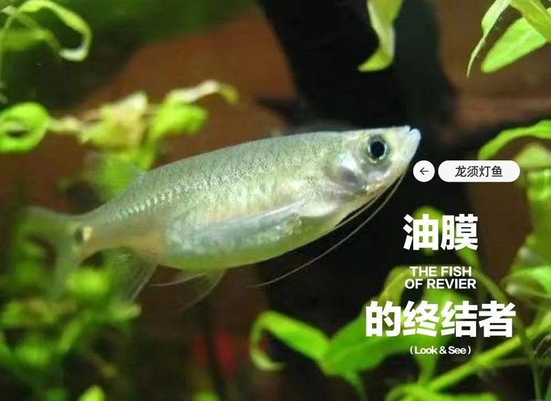 龍須貓魚有哪些獨特的防御機制？
