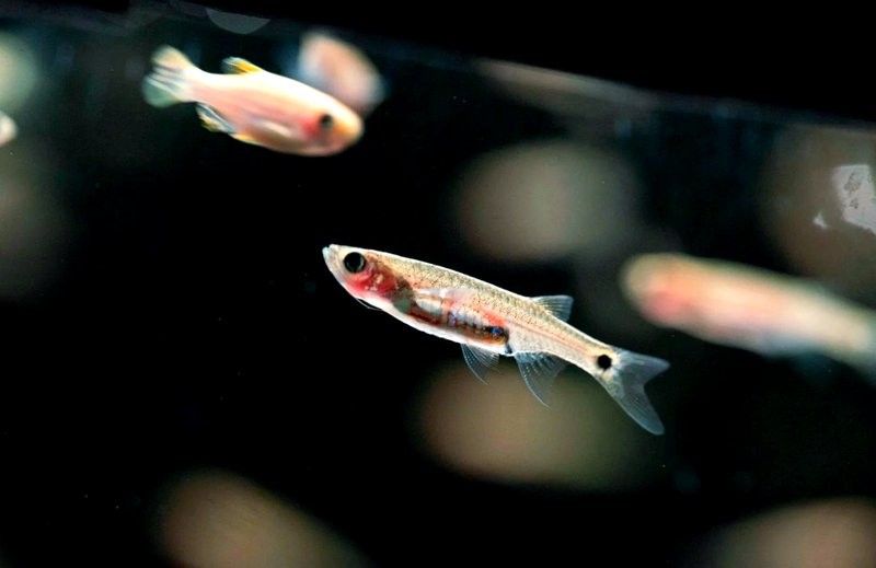 龍須貓魚有哪些獨特的防御機制？