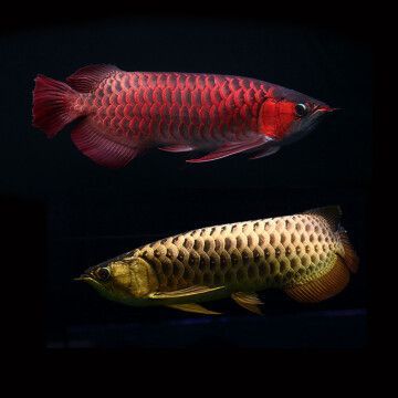 銀龍魚苗抗病毒藥物劑量控制：銀龍魚苗抗病毒藥物劑量控制對于保證養殖效果至關重要