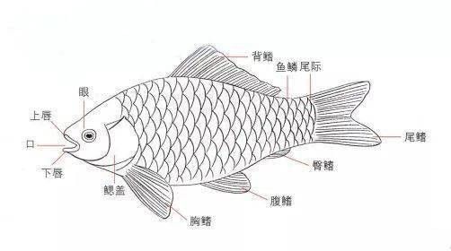 龍魚品相鑒別圖解