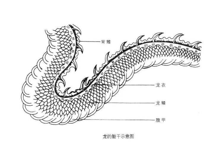 龍魚品相鑒別圖解