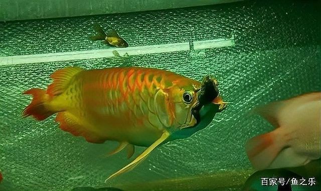 龍魚品相鑒別圖解