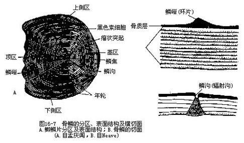 龍魚品相鑒別圖解