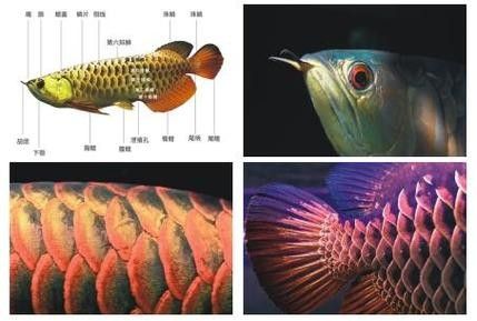 龍魚品相鑒別圖解